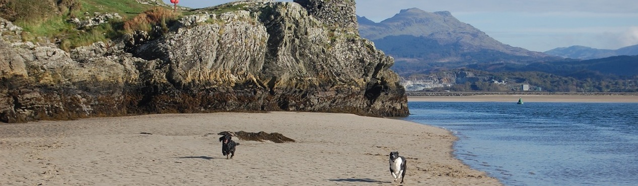 Dogs on beach near Porthmadog