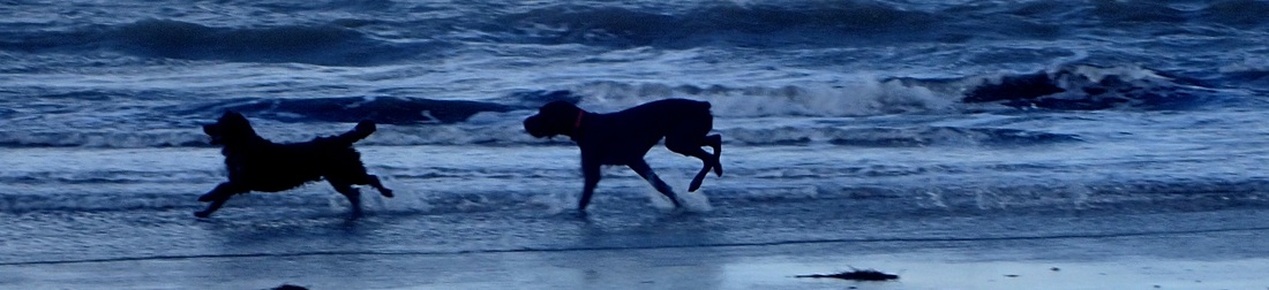 Dogs racing in sea
