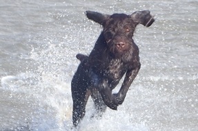 Raffa dog enjoying sea